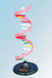 MH cấu trúc không gian ADN (L10)